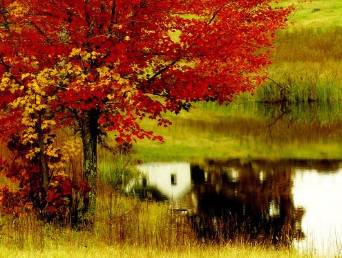 Осенняя Палитра Фото