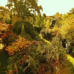 Осенние вечнозеленые кустарники
