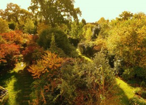 Осенние вечнозеленые кустарники